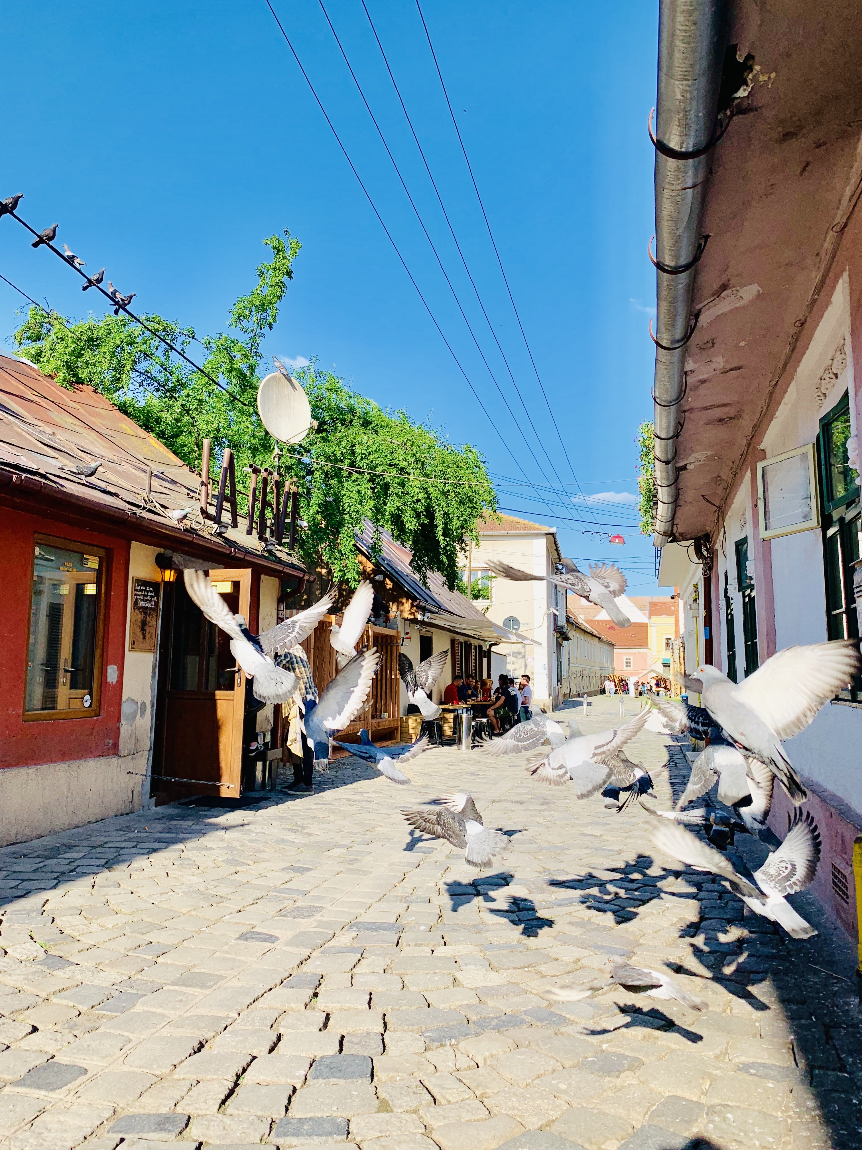 Atracții Turistice Cluj | Piata Muzeului