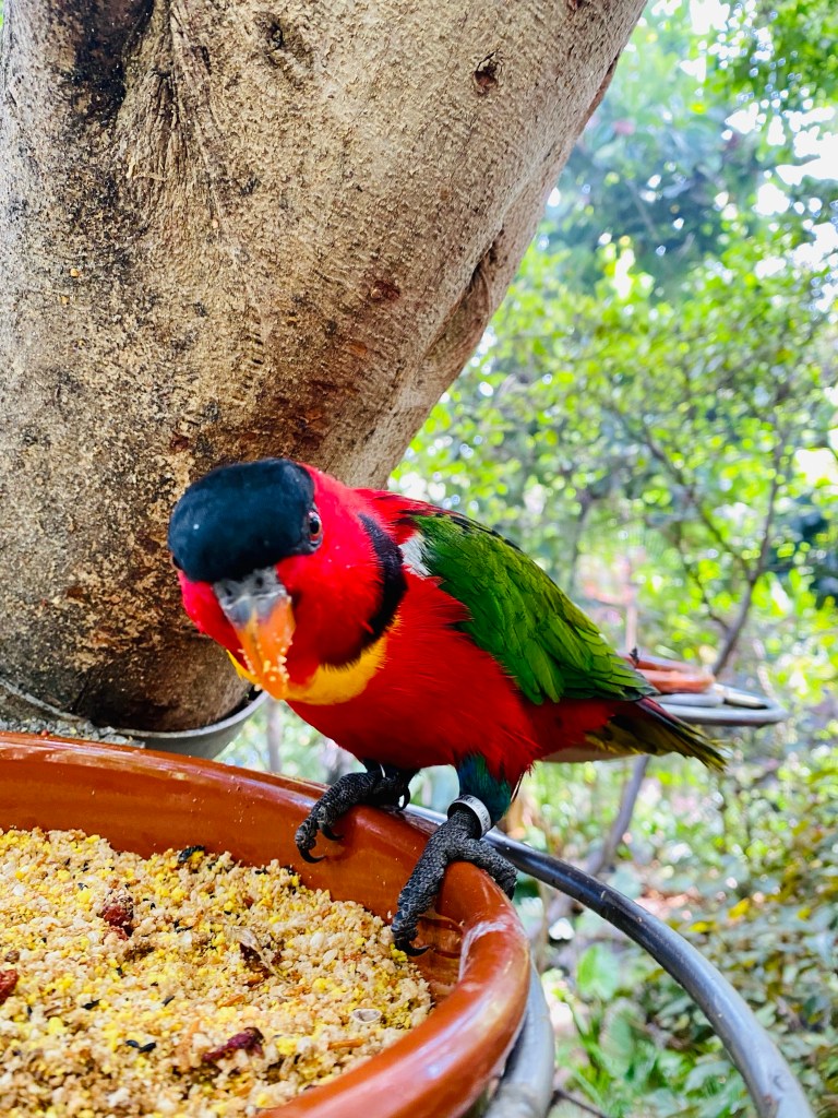 insula eternei primăveri