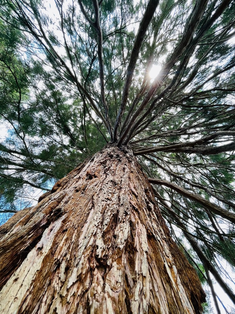 sweet escape vlădeasa