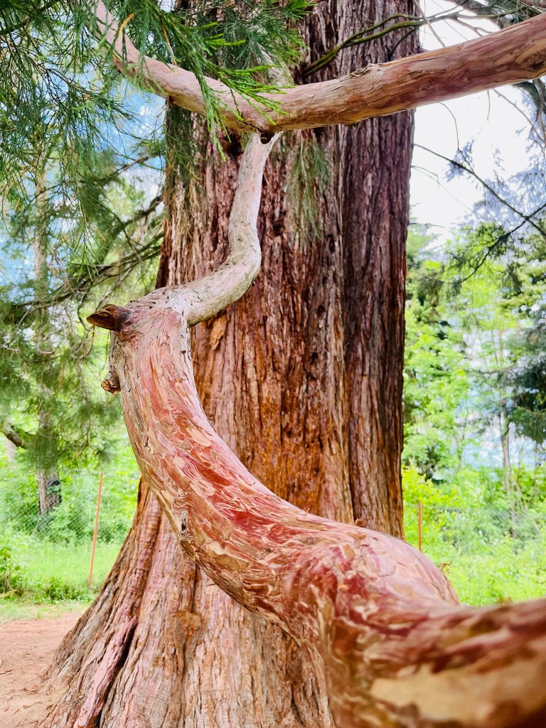 sweet escape vlădeasa