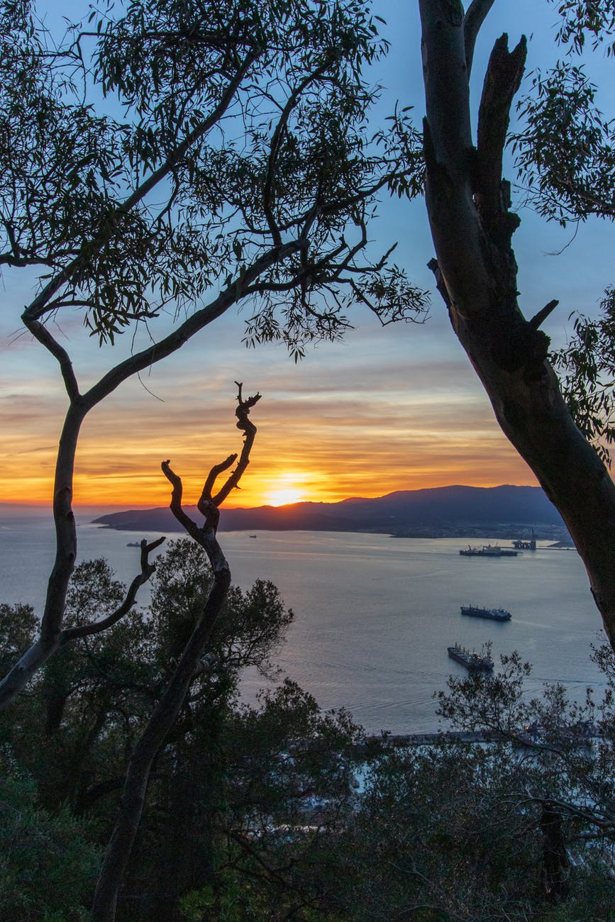 bare tree near body of water during sunset