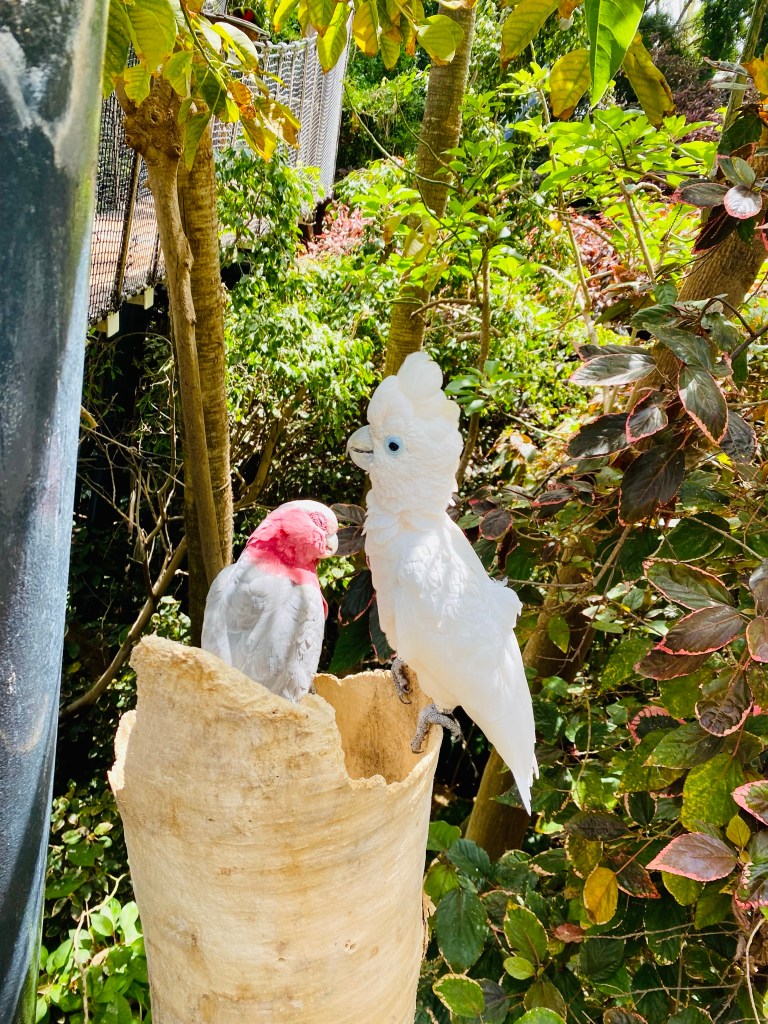 insula eternei primăveri